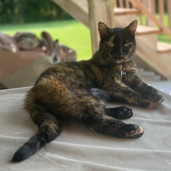 My four-legged children! 😉 - Picture 5 of 10